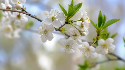 white flowers of cherry with green leaves close-up on a spring day in the garden delicate inflorescences