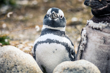 The Magellanic penguins in the Natural  Sanctuary on the Magdalena Island, Chile