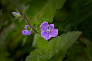 Little purple wild flower in the grass. Beautiful closeup photo
