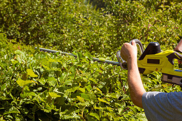 a hedge is cut with an electric hedge trimmer