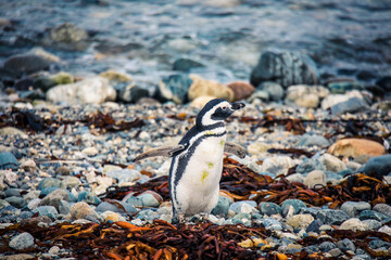The Magellanic penguins in the Natural  Sanctuary on the Magdalena Island, Chile