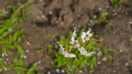 blooming cherry branch with white petals on the background of the earth on a sunny day beautiful spring garden bloom