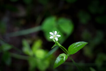 Little white wild flower in the grass. Beautiful closeup photo