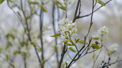 macro white flowers of a bush in spring afternoon