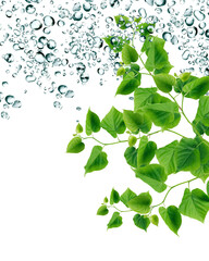 Obraz premium Green Leaves Under Raindrops