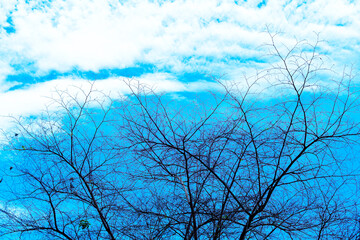 Clear Blue Sky Is Looking Beautiful Behind Dry Tree.