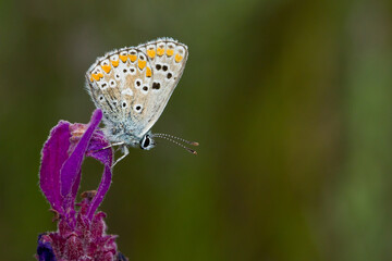 Aricia cramera about lavender eating with green background.