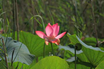 The blooming of pink lotus in Astrakhan region, river, summer. Russia wild nature.