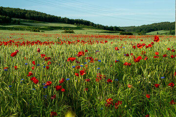 Campo de amapolas rojas en un campo de cultivo.