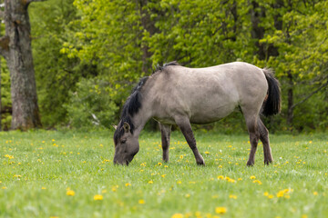 Polish wild pony Konik Polski grazing in a pasture in a National Park (Podlasie in Poland)