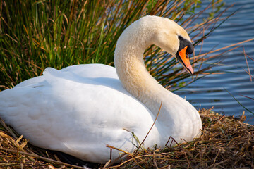 A white graceful Swan in the Nest