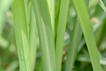 green grass background