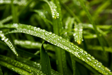 Fresh green leafs with dew drops close up. Water driops on the fresh leafs after rain. Light morning dew on the green leafs.