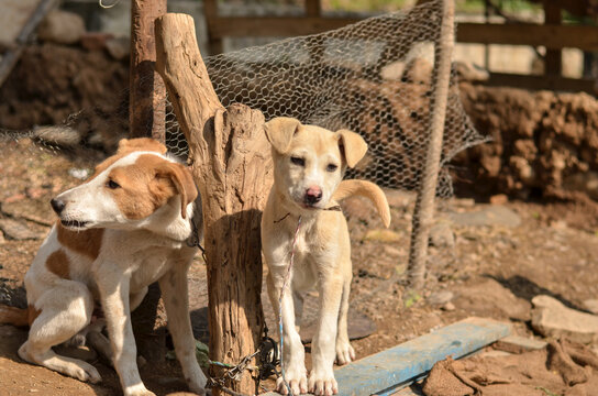 Two baby dogs puppies waiting for their master in a sad look