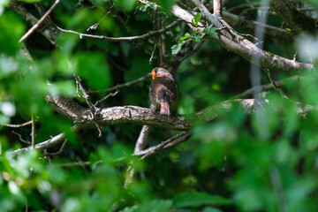 European Robin (Erithacus rubecula), Lagan River, Belfast, Northern Ireland, UK