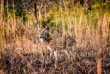 Bird Sitting on  Spotted Deer in Forest . Tjhe image is captured from a national park in a dense forest 