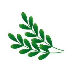 Fototapeta na wymiar botanical, green leaves, herbs and branch on white background vector illustration design