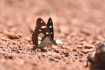 Southern white admiral, Limenitis reducta. Big beautiful butterfly, black with blue reflections