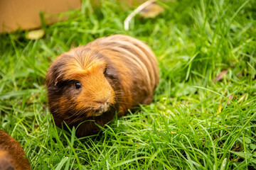 guinea pig on natural background