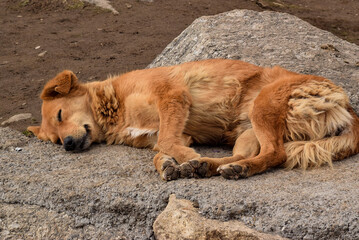 Brown dog sleeping near rocks. Dogs are known for their loyalty and faithfulness