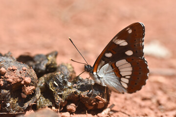 Southern white admiral, Limenitis reducta. Big beautiful butterfly, black with blue reflections
