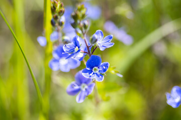 blue flowers in the garden