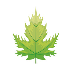 eco green leaf on white background vector illustration design