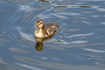 Mallard (Anas platyrhynchos), Lagan River, Belfast, Northern Ireland, UK