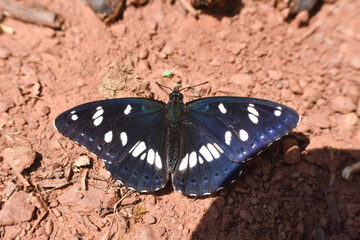 Plakat Southern white admiral, Limenitis reducta. Big beautiful butterfly, black with blue reflections