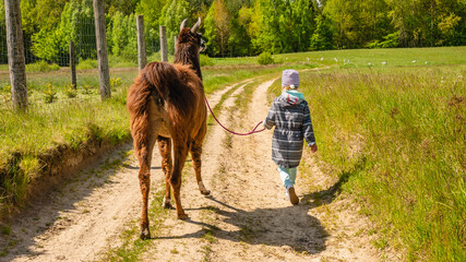 Girl on a walk with a brown lama.