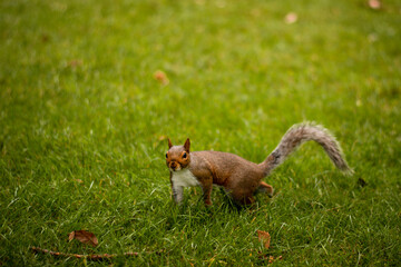 Cute squirrel posing on the grass in the park on the mown grass looking curious into the camera. London nature relax