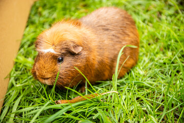 guinea pig on natural background