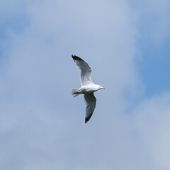 Herring Gull (Larus argentatus), Lagan River, Belfast, Northern Ireland, UK