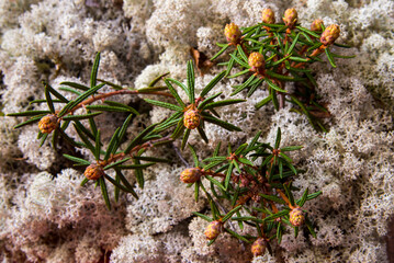 Naklejka na ściany i meble Ledum bush on moss close up