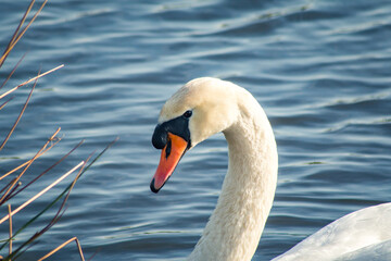 Portrait of a white Swan