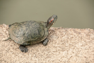 The little turtle by type of Red eared slider, layingon on the concrete and reaching the head up ,...