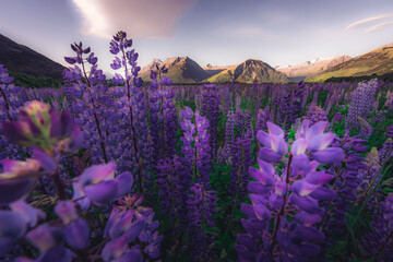 Blooming Lupine flowers, South Island, New Zealand