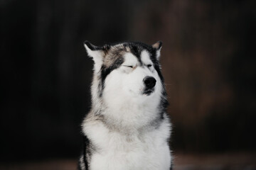 funny alaskan malamute dog posing outdoors