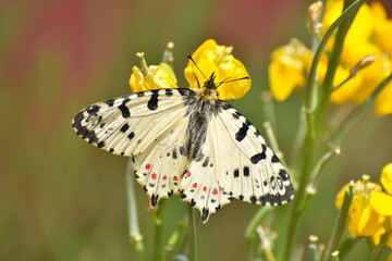 Allancastria cerisyi, the eastern festoon butterfly on flower. Old World papilionidae butterfly