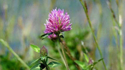 kwiatostan rośliny koniczyna łąkowa rosnąca powszechnie na skwerach i trawnikach miasta Białystok na Podlasiu w Polsce