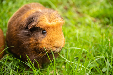 guinea pig on natural background