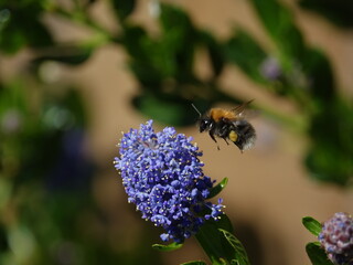 tree bumblebee (Bombus hypnorum) in flight