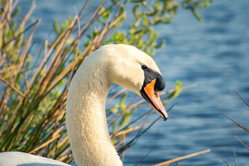 Portrait of a white Swan