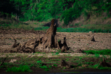 Fototapeta na wymiar Stump in the Thai dam