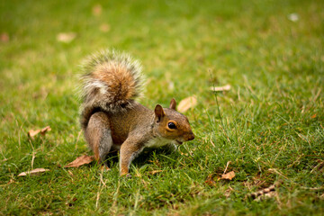 Naklejka na ściany i meble Cute curious squirrel on the mown grass in the park. Little wild animal posing. London nature relax