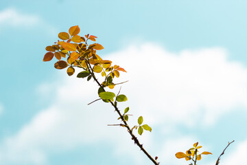 orange and green leaves are floating in the sky