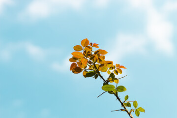 some orange and green leaves of same tree.
