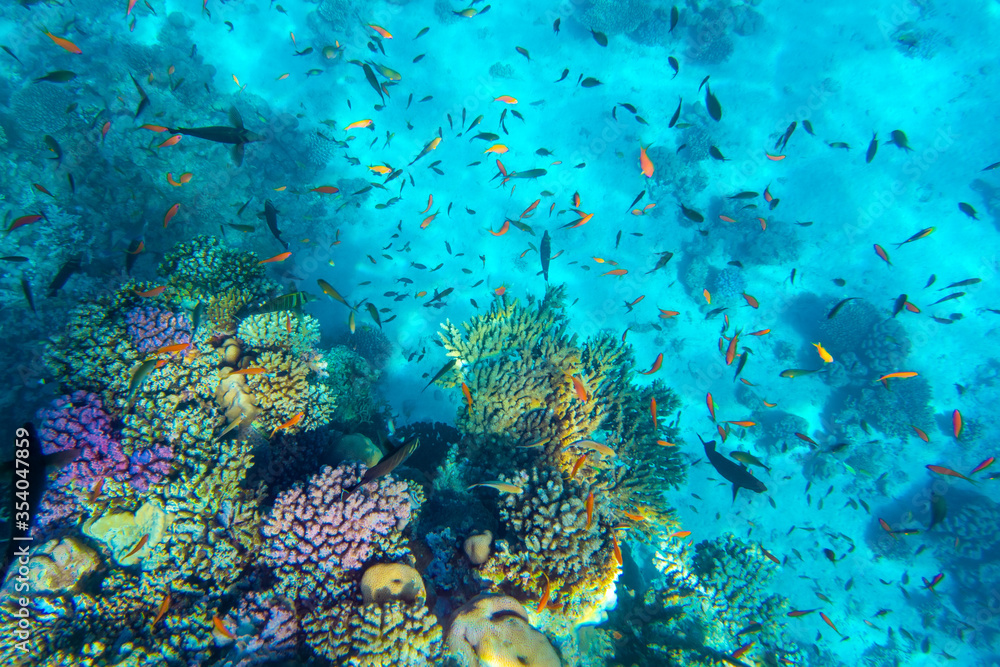 Wall mural tropical fish on coral reef in ras mohammed national park, egypt