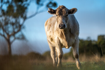 Beef cows and calves grazing on grass
