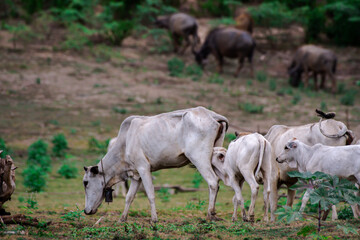 cows at summer green field